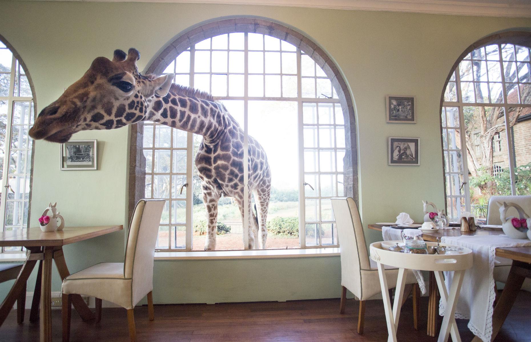 Giraffes in Kenya